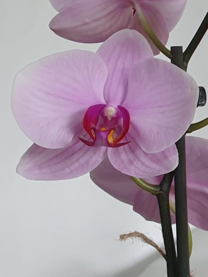 Orquídea Yuraq con pieza Mamá de Macarenomacetas