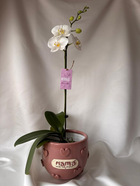 Orquídea Yuraq con piezas Mamás  | Edición Mamá