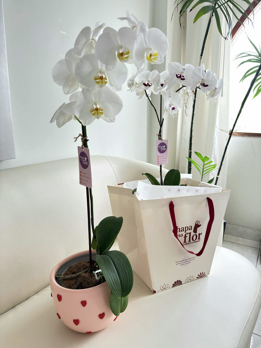 Orquídea Yuraq con pieza macareno multicorazones rojos