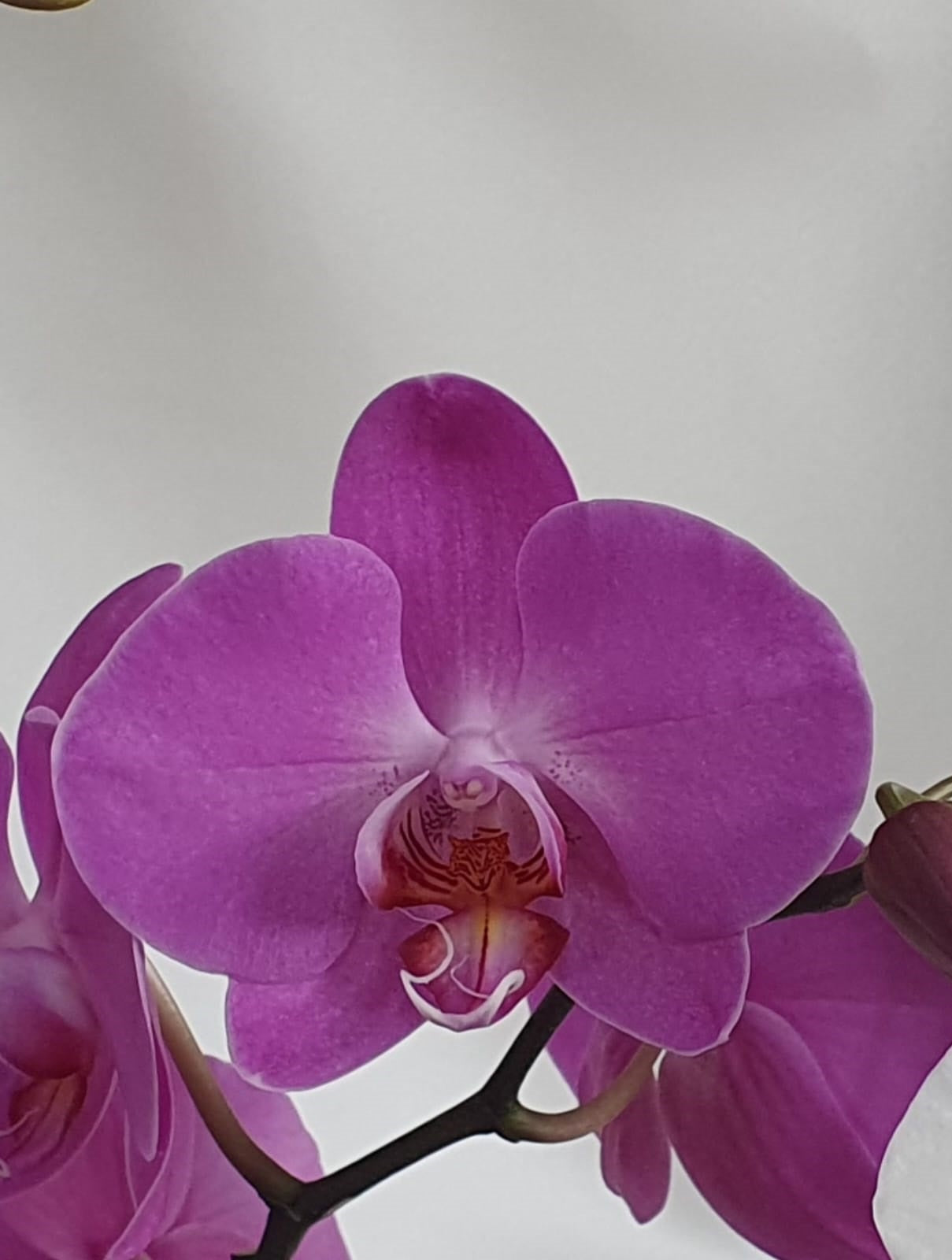 Orquídea Yuraq con pieza Mamá de Macarenomacetas