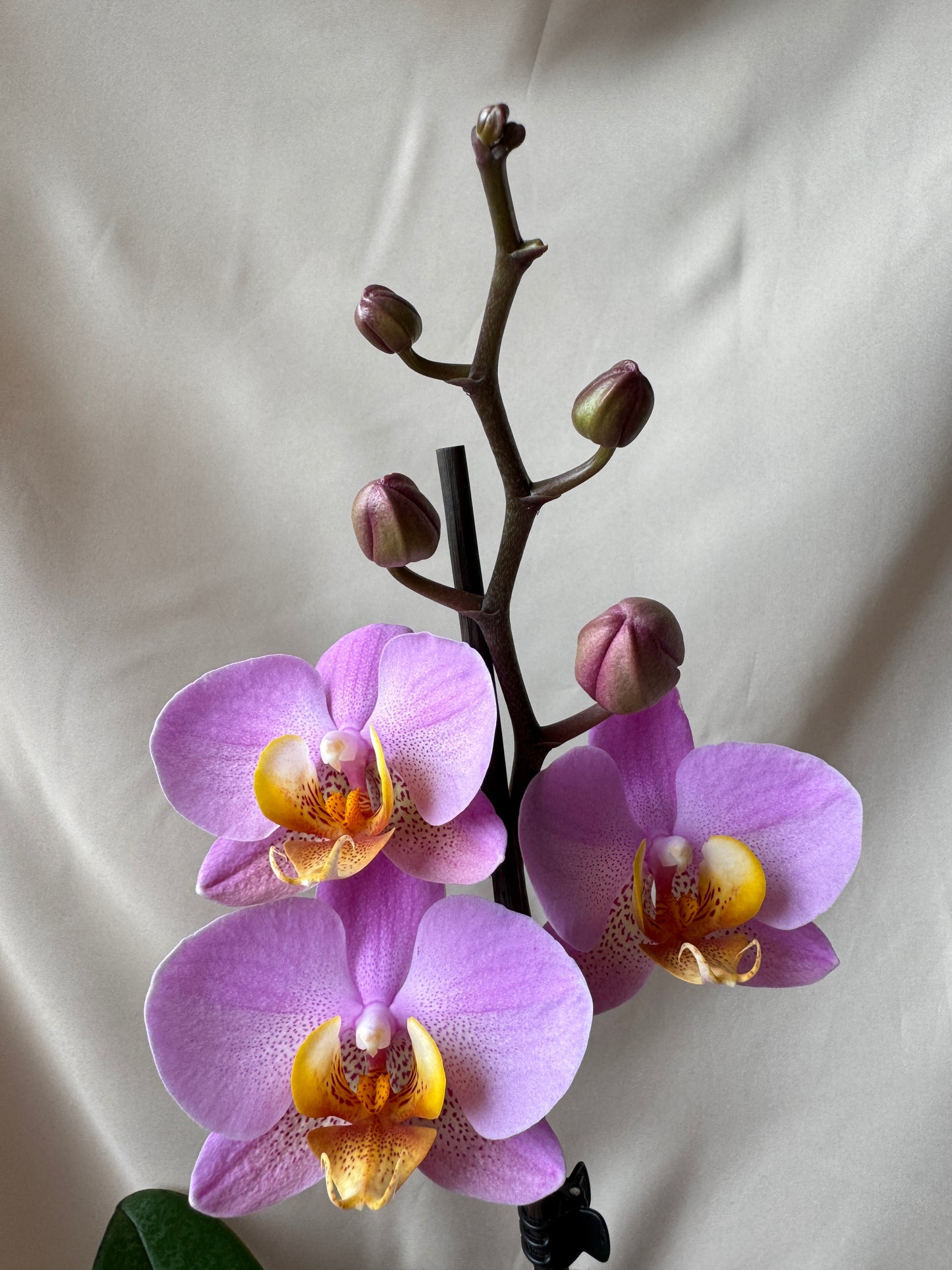 Orquídea Munaiki con pieza niña enamorada