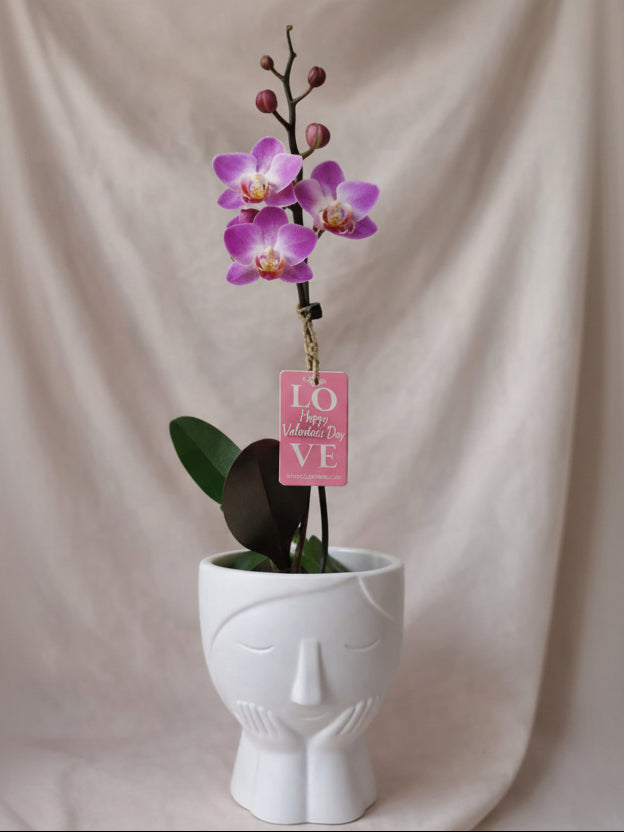 Orquídea Munaiki con pieza niña enamorada