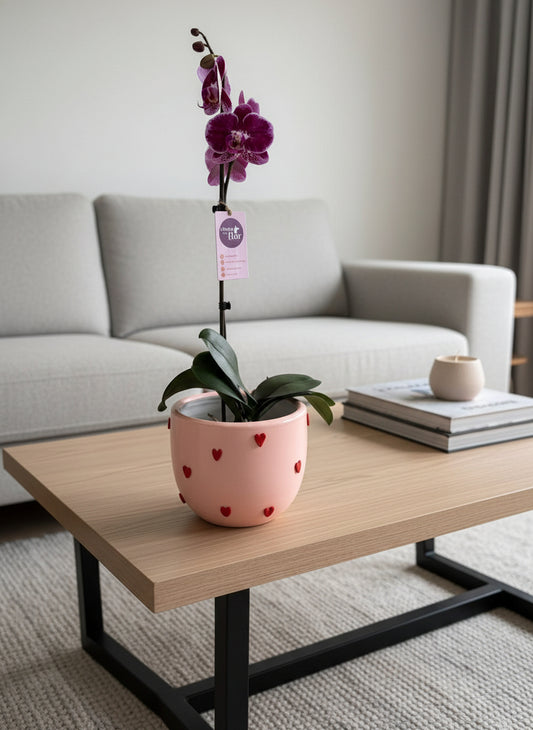 Orquídea Saphi piezas macarenomacetas