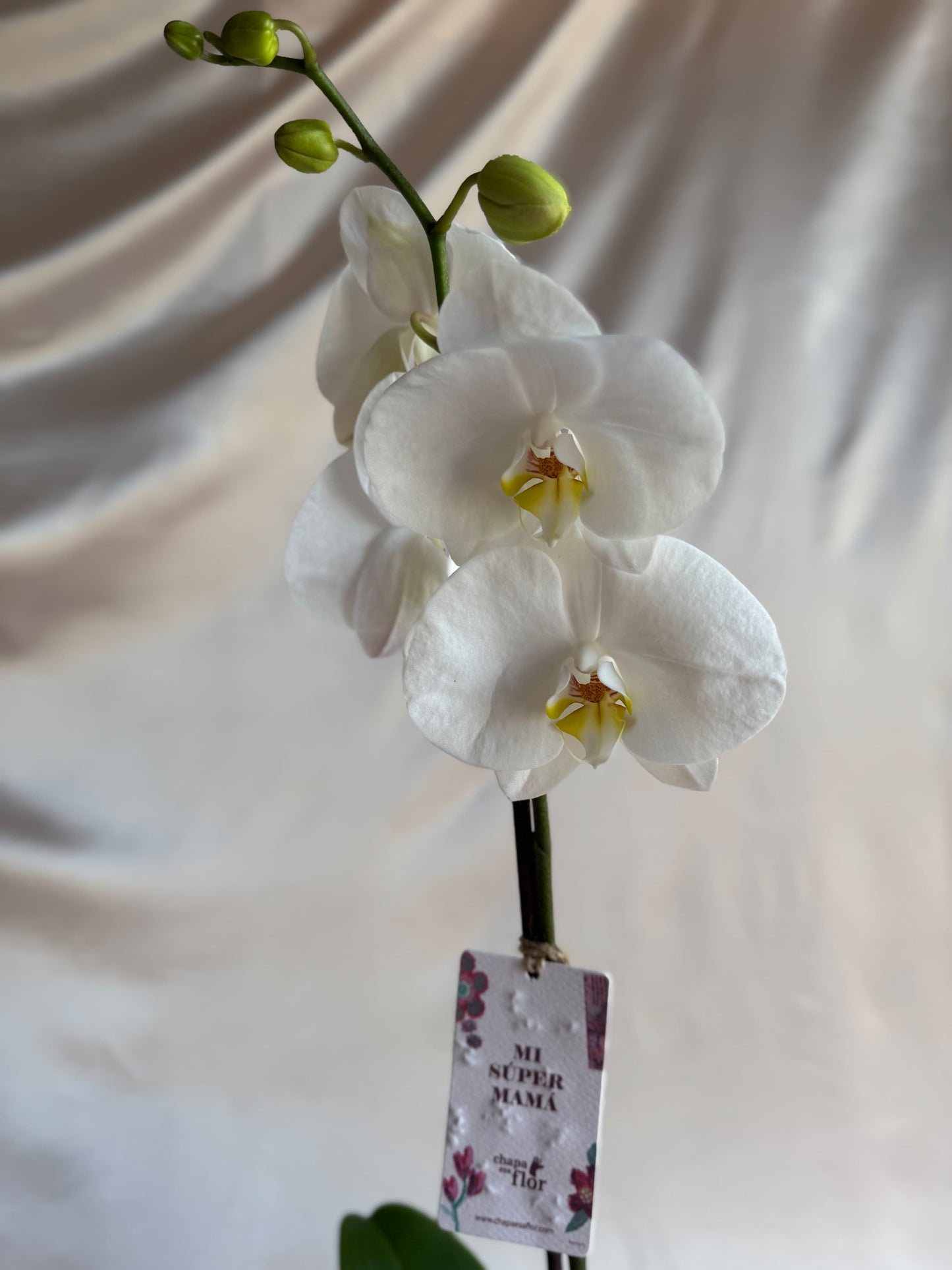 Orquídea Yuraq con pieza tulipa turquesa de Tahuapottery