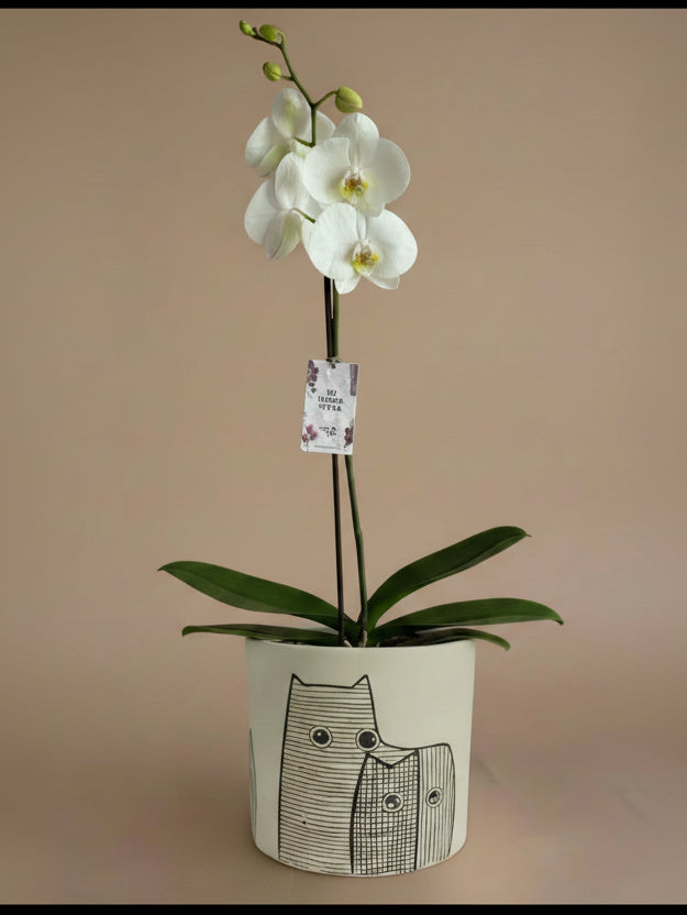 Orquídea Yuraq con pieza animales
