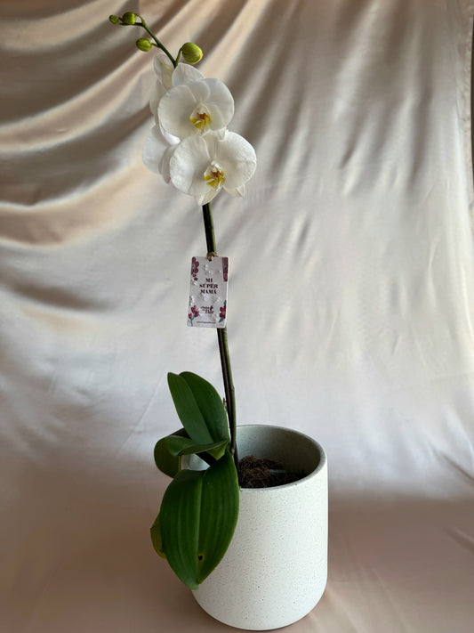 Orquídea Yuraq con pieza blanco terrazo de Tahuapottery