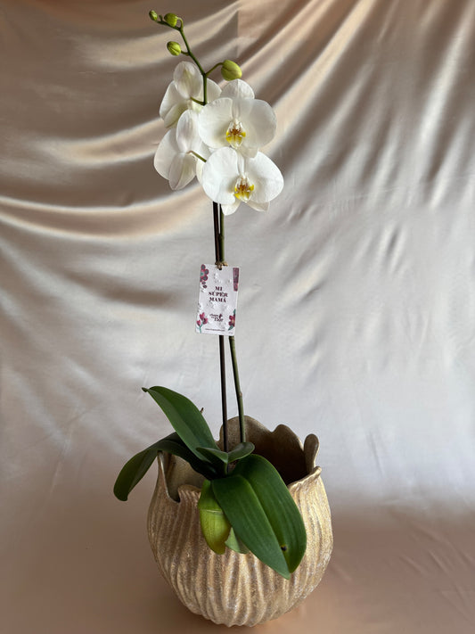 Orquídea Yuraq con pieza tulipa dorada de Tahuapottery