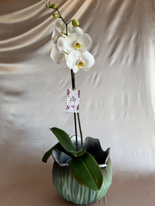 Orquídea Yuraq con pieza tulipa turquesa de Tahuapottery