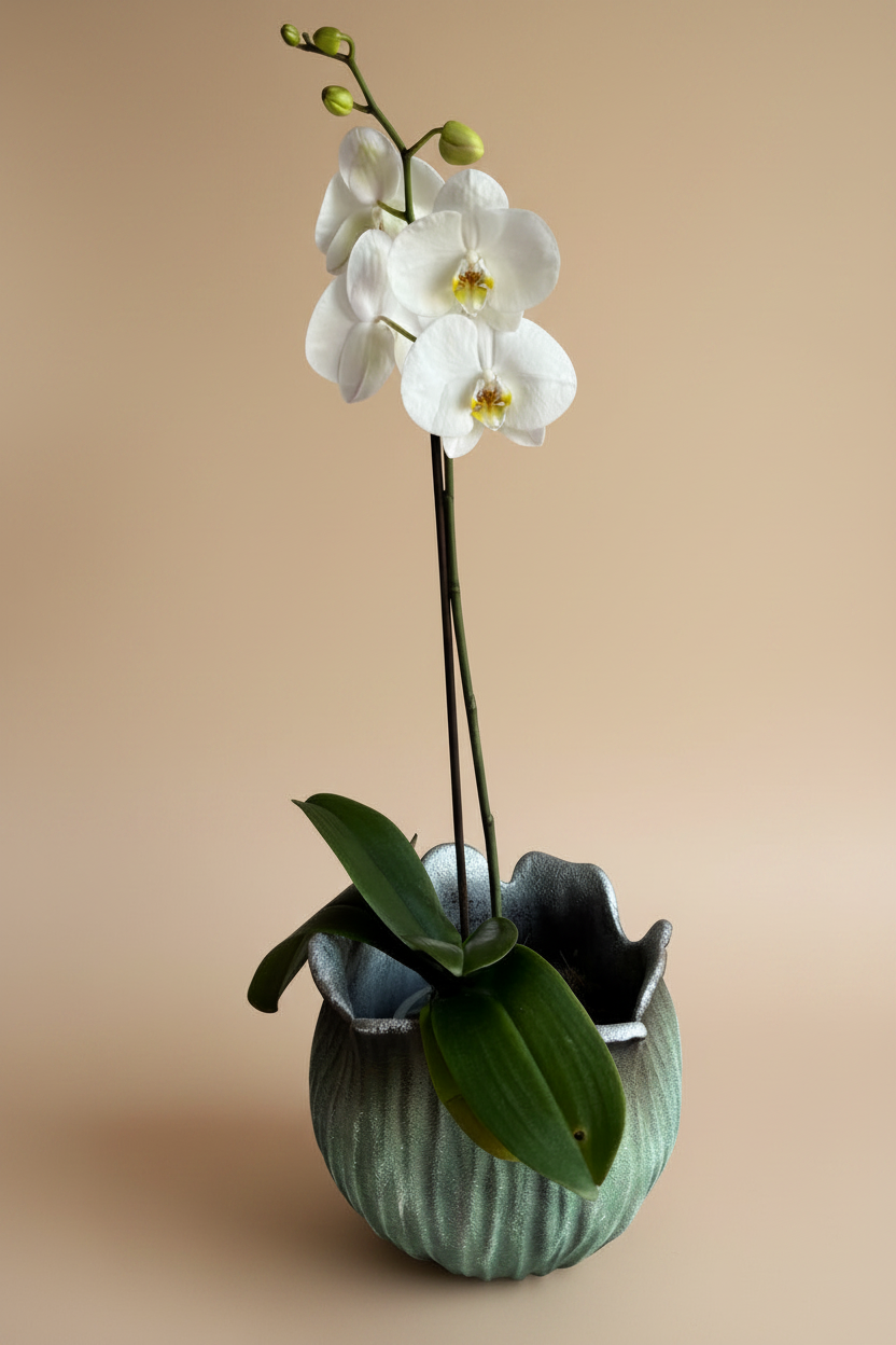 Orquídea Yuraq con pieza tulipa turquesa de Tahuapottery