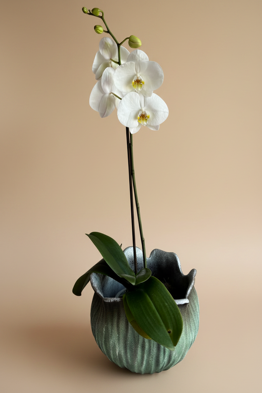 Orquídea Yuraq con pieza tulipa turquesa de Tahuapottery