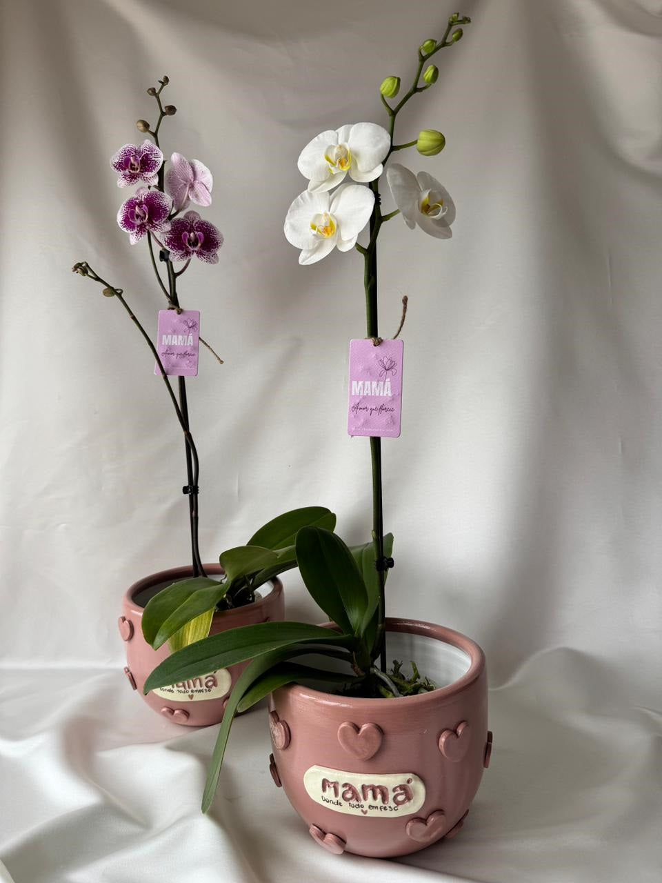Orquídea Miski con piezas Mamás | Edición Mamá