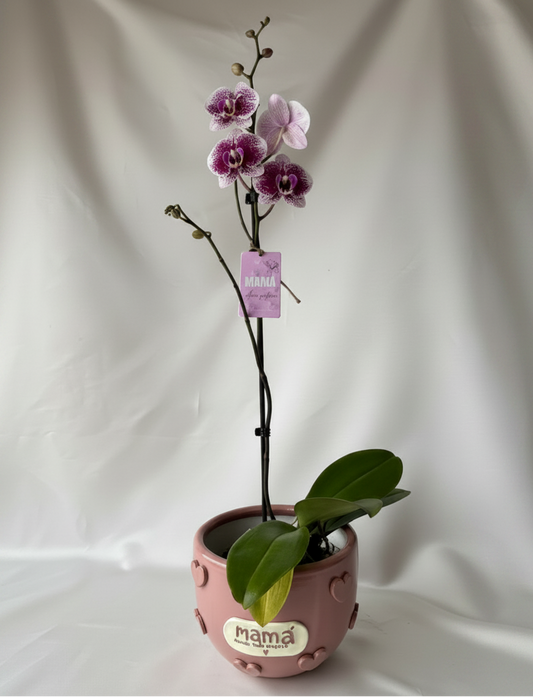 Orquídea Miski con piezas Mamás | Edición Mamá