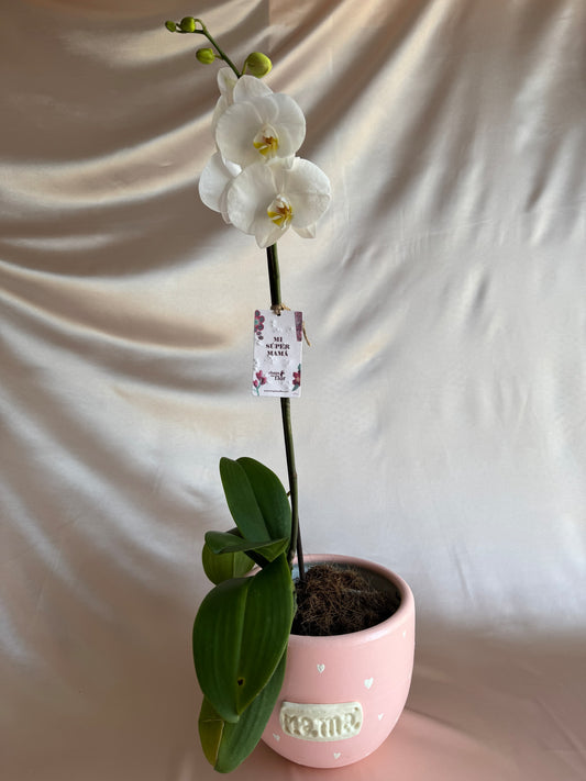 Orquídea Yuraq con pieza Mamá de Macarenomacetas