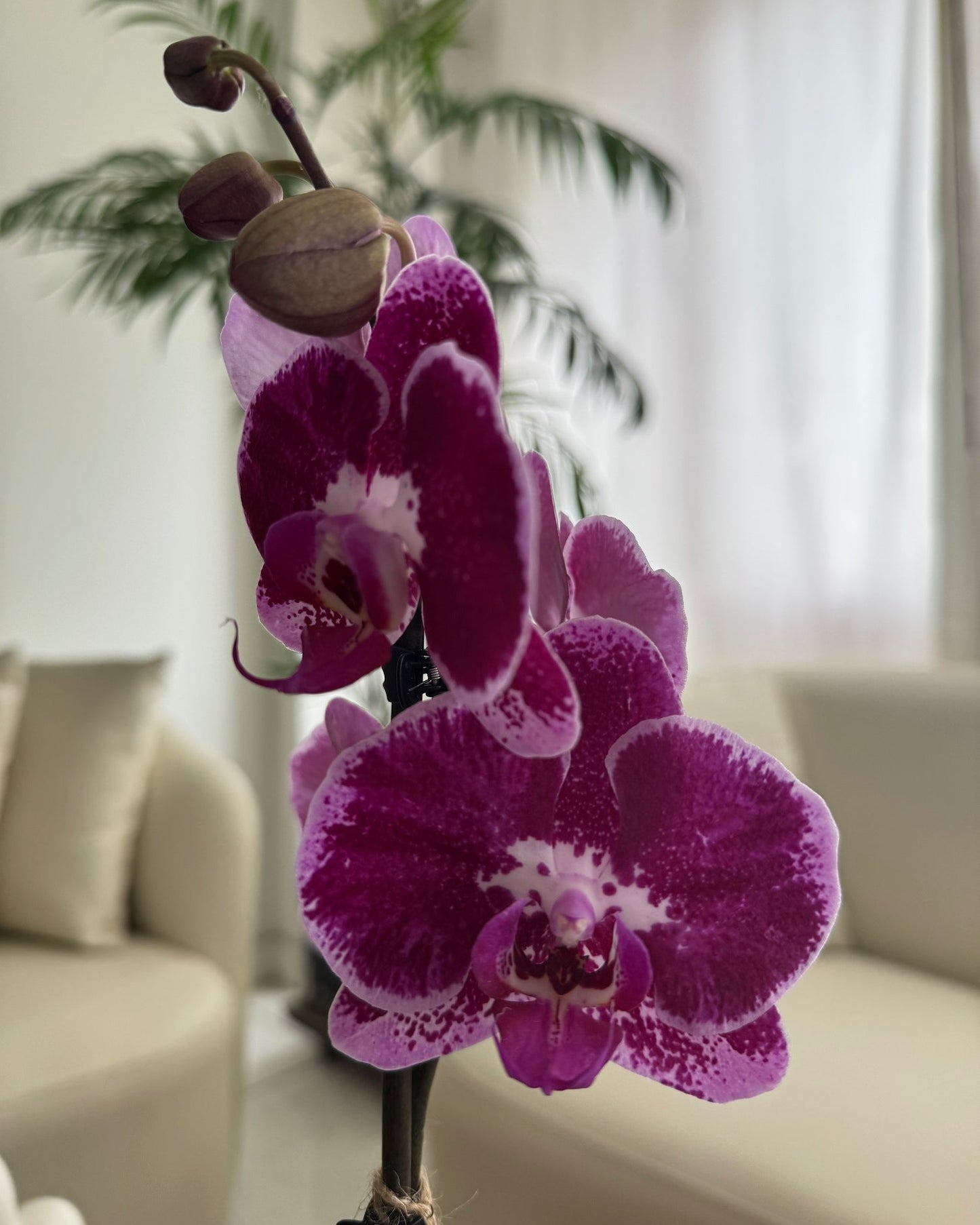 Orquídea Saphi piezas macarenomacetas