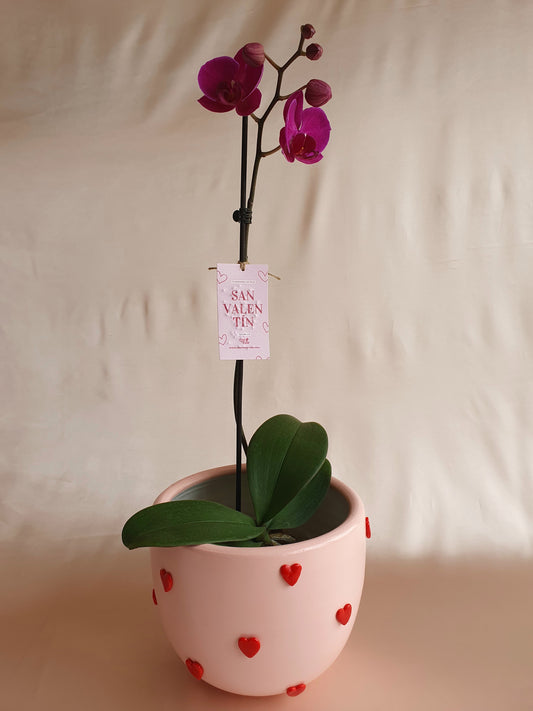 Orquídea Kulli con pieza macareno multicorazones rojos