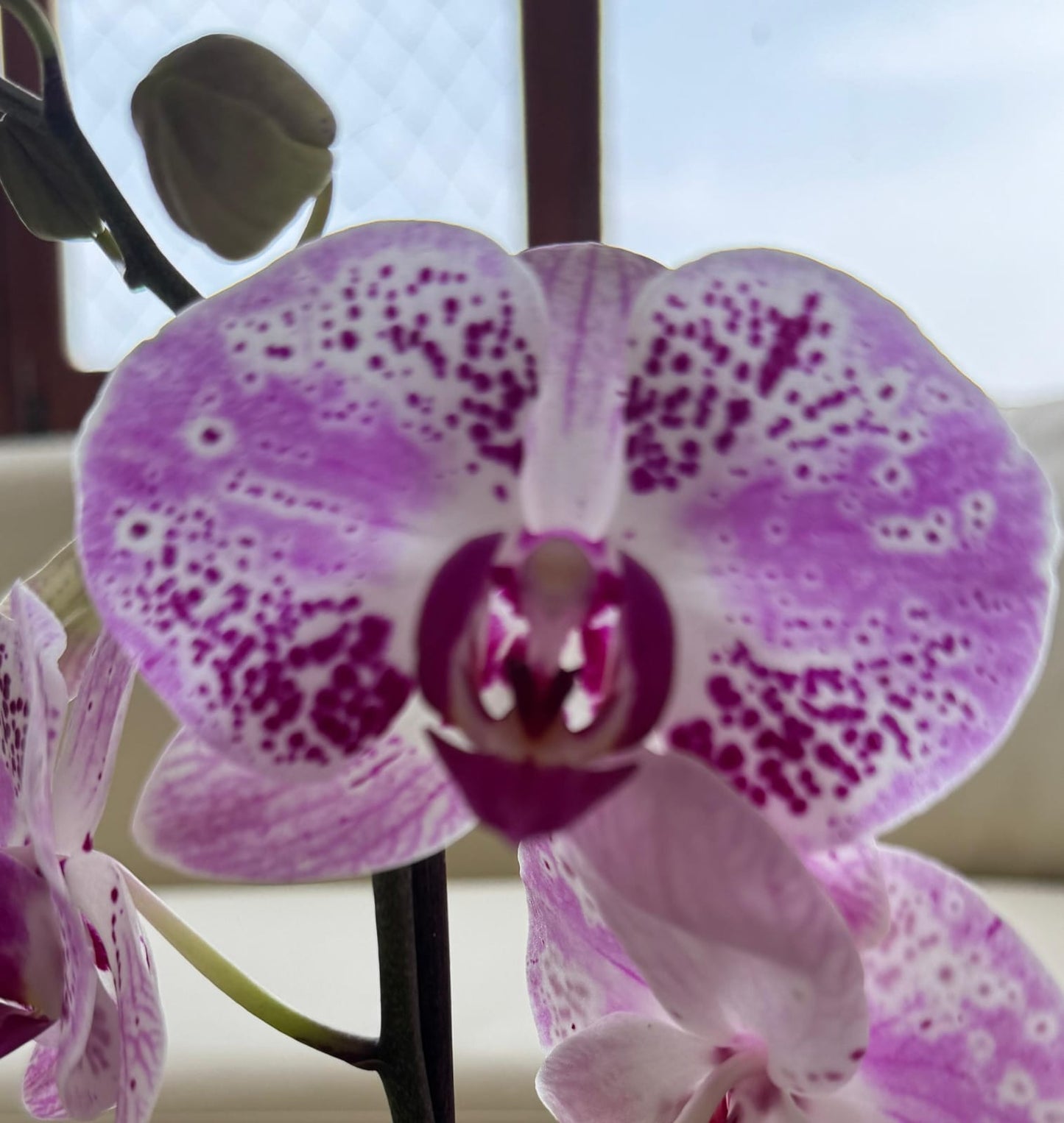 Corsage de Orquídea púrpura pulsera