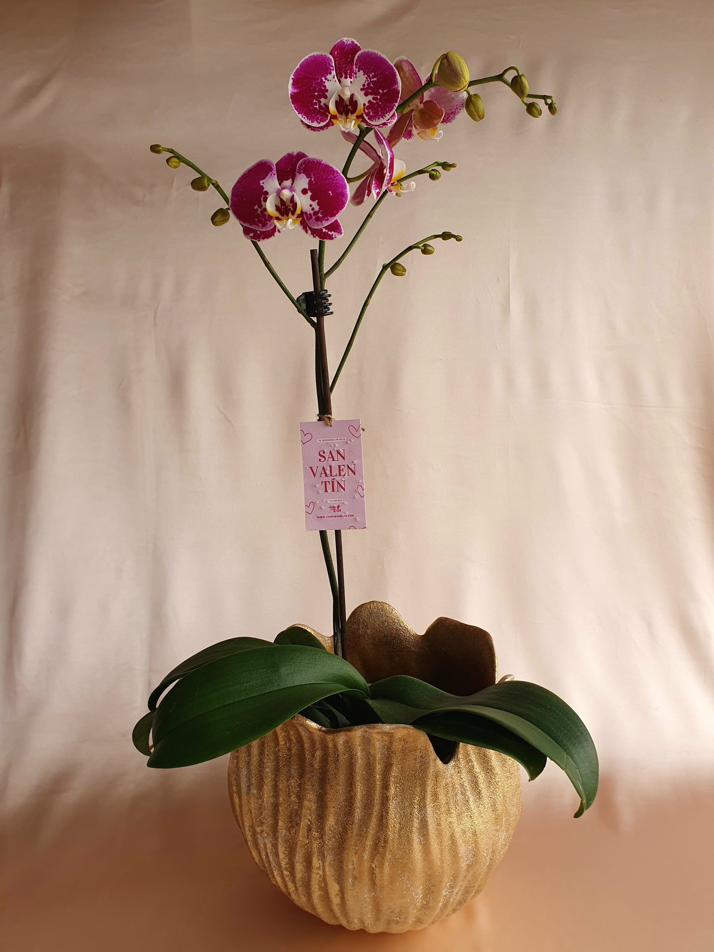 Orquídea Miski con pieza tulipa Tahuapottery