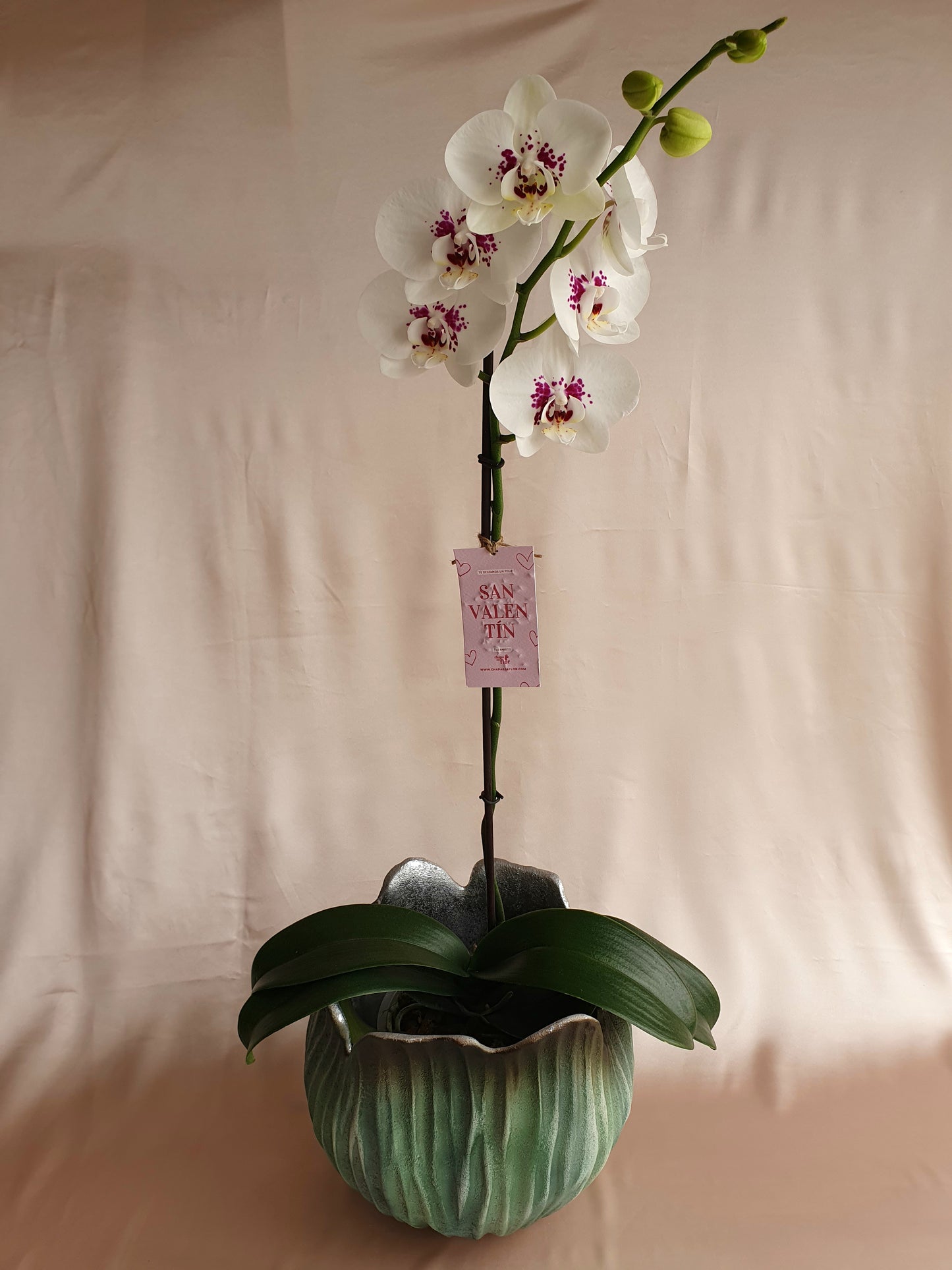 Orquídea Sumaq con pieza tulipa Tahuapottery