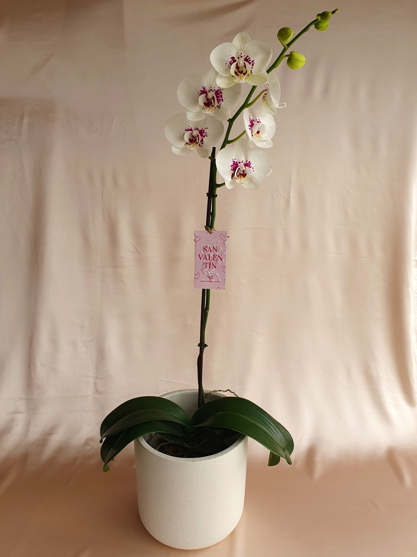 Orquídea Sumaq con pieza blanca diseño terrazo Tahuapottery