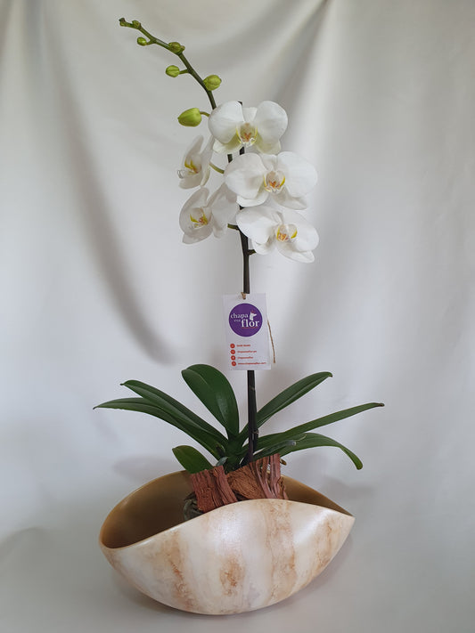 Orquídea Yuraq Pieza Metalizada dorada nacarada M