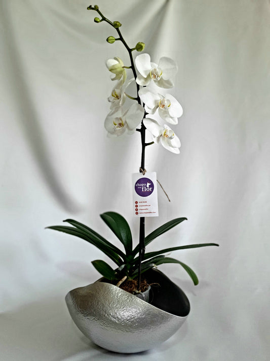 Orquídea Yuraq Pieza Metalizada plata M