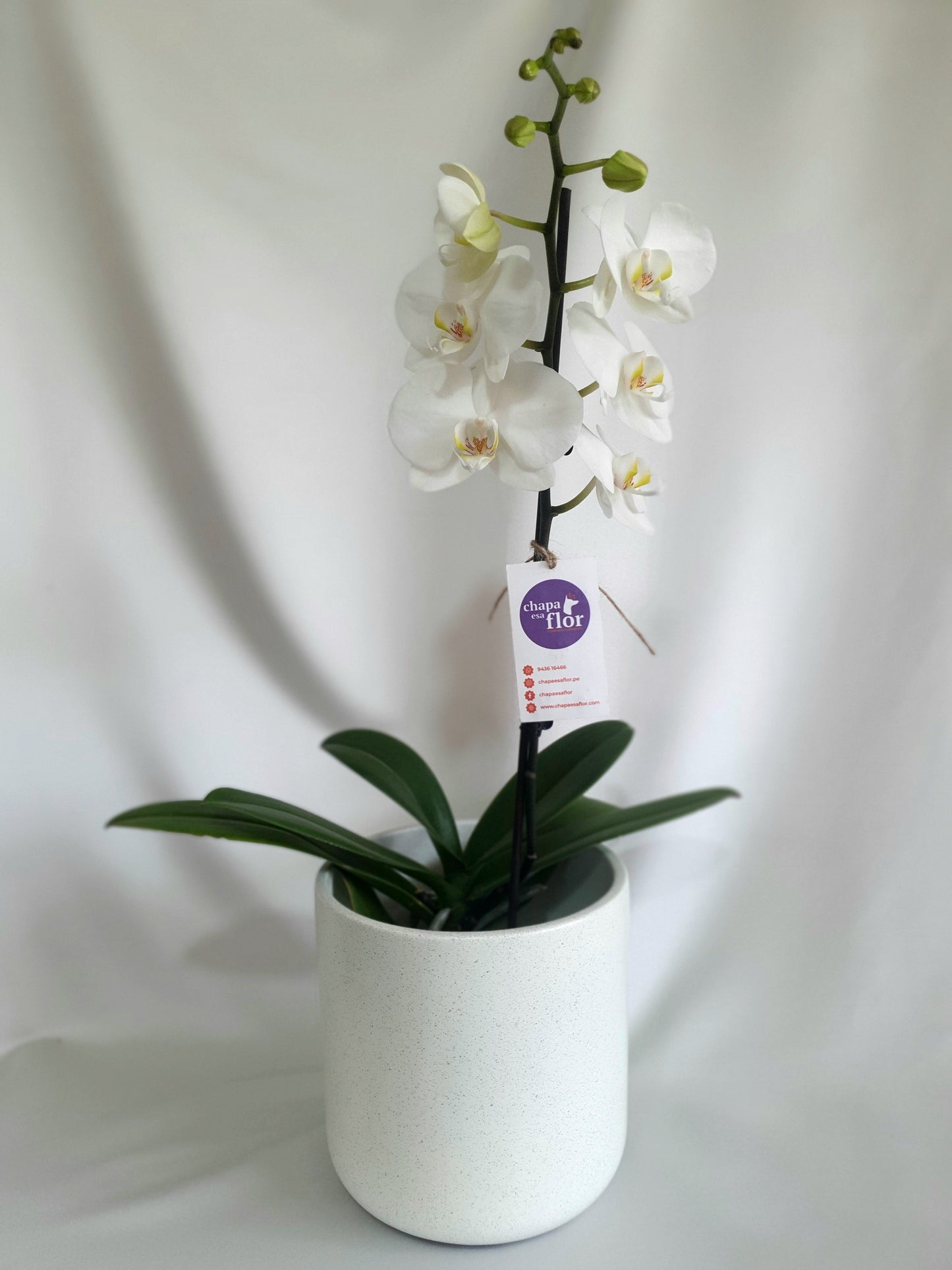 Orquídea Yuraq Pieza cilindrica blanco granito