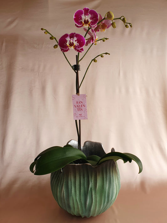 Orquídea Miski con pieza tulipa Tahuapottery