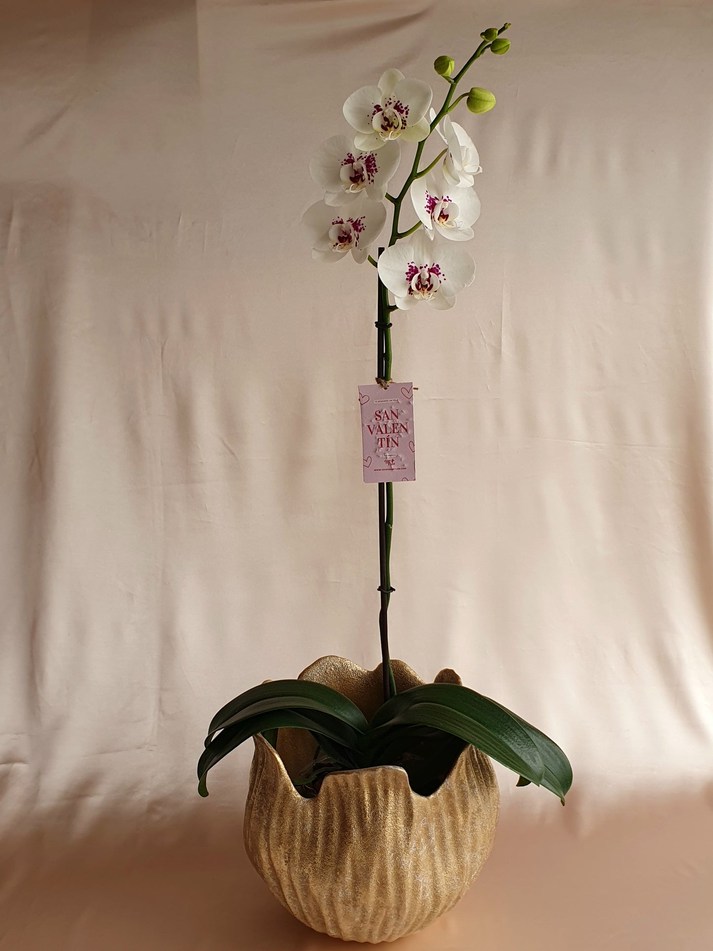 Orquídea Sumaq con pieza tulipa Tahuapottery