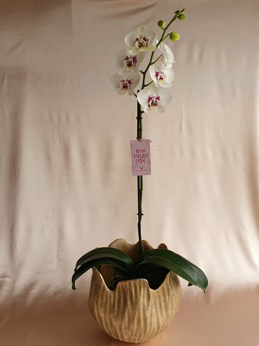 Orquídea Sumaq con pieza tulipa Tahuapottery