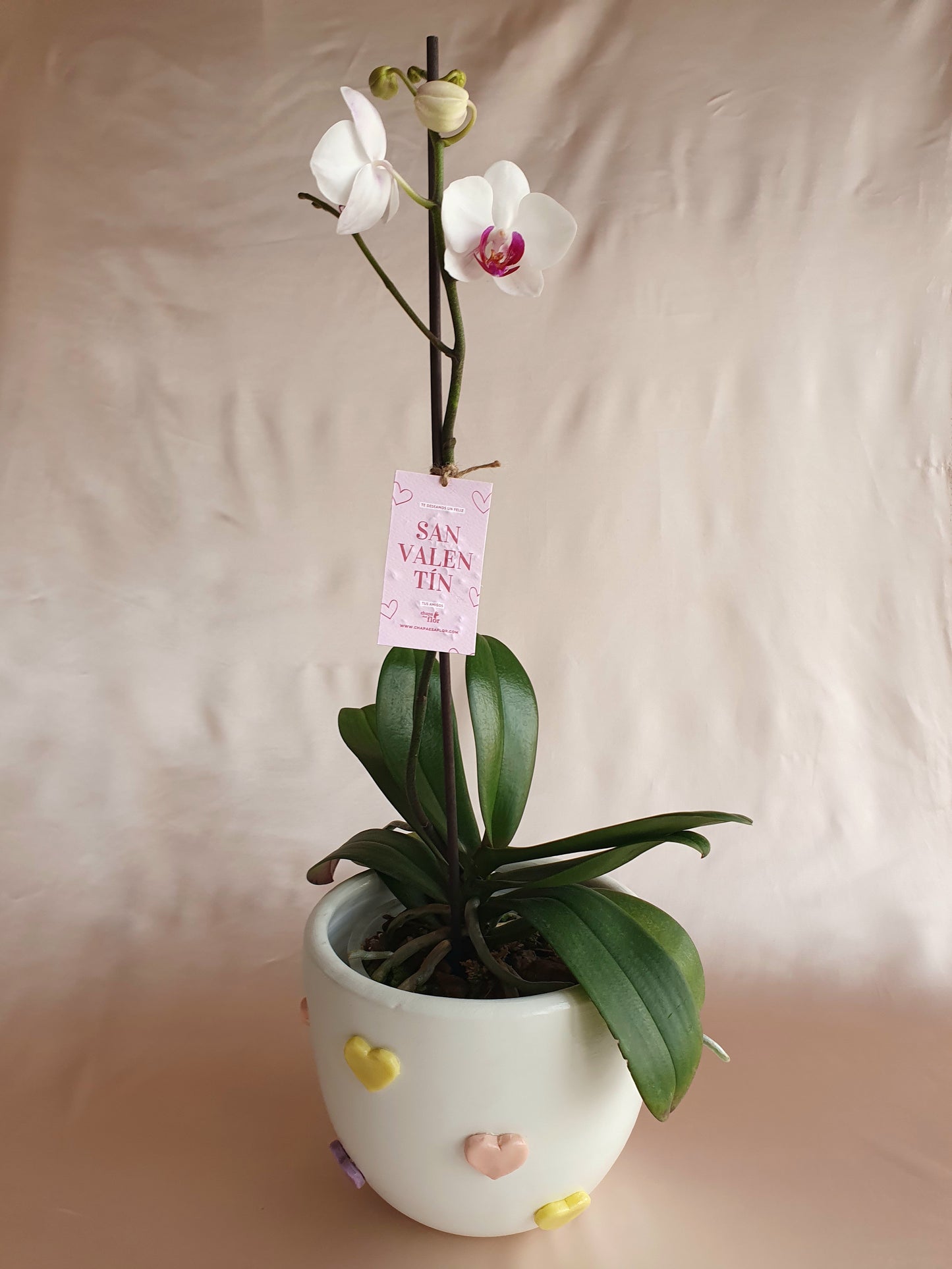 Orquídea Munay con pieza macareno