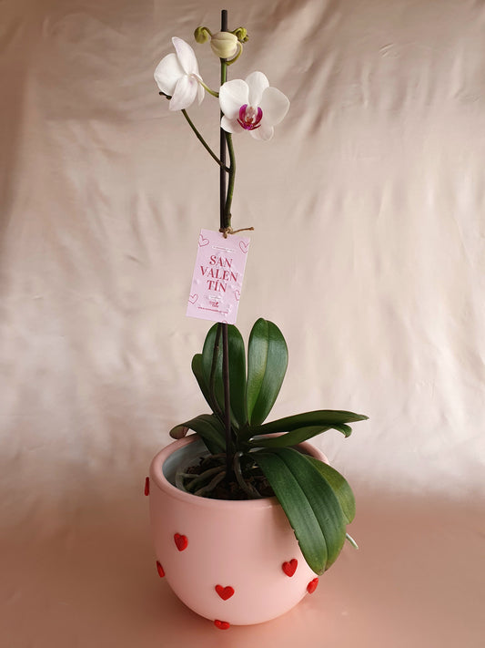 Orquídea Munay con pieza macareno