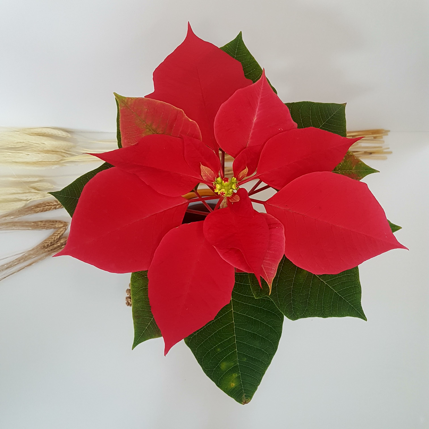 Flor de Nochebuena Rojos