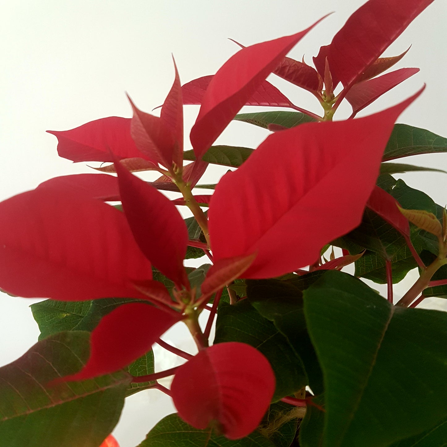 Flor de Nochebuena Rojos