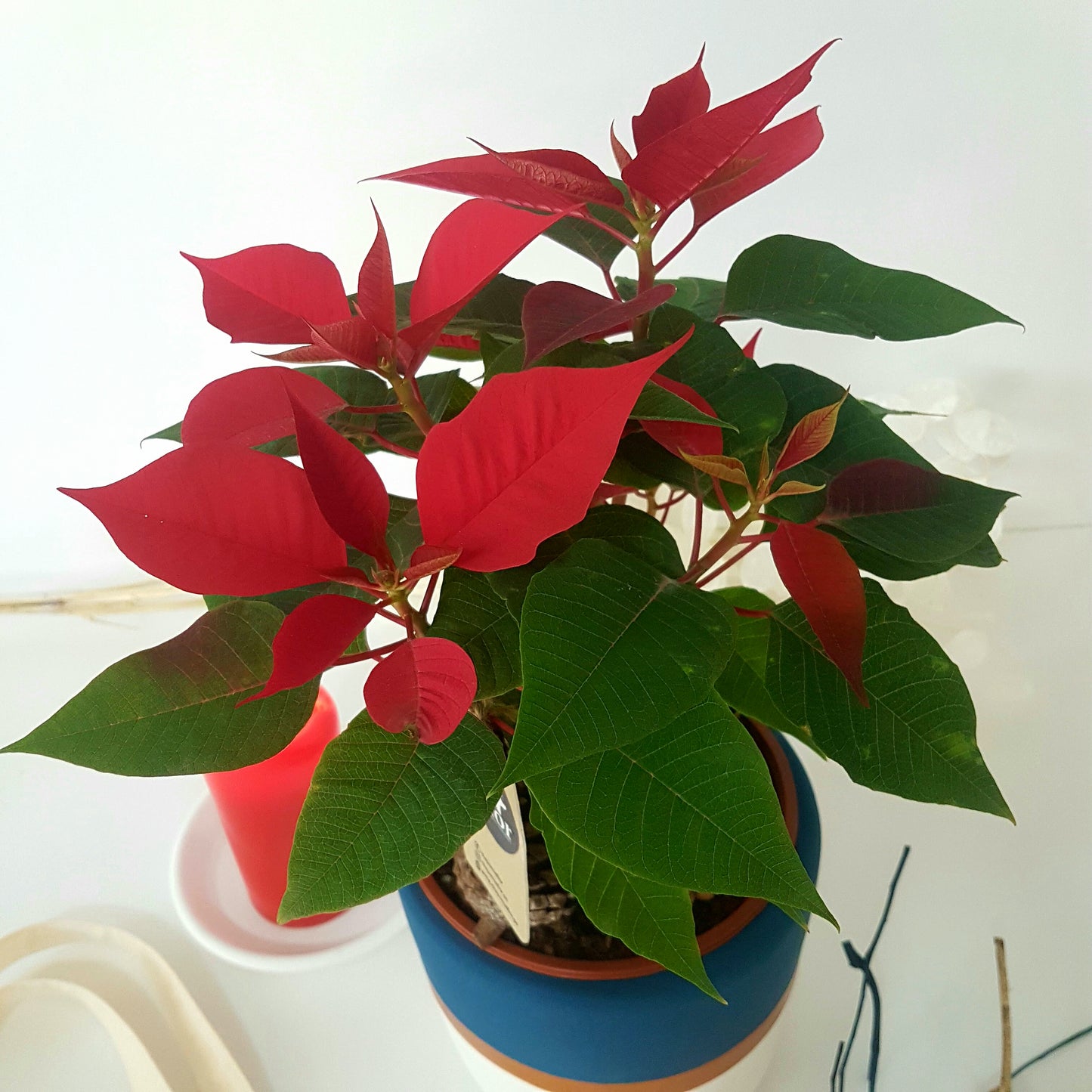 Flor de Nochebuena Rojos