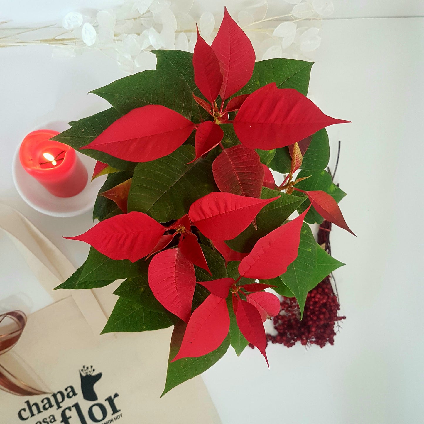 Flor de Nochebuena Rojos