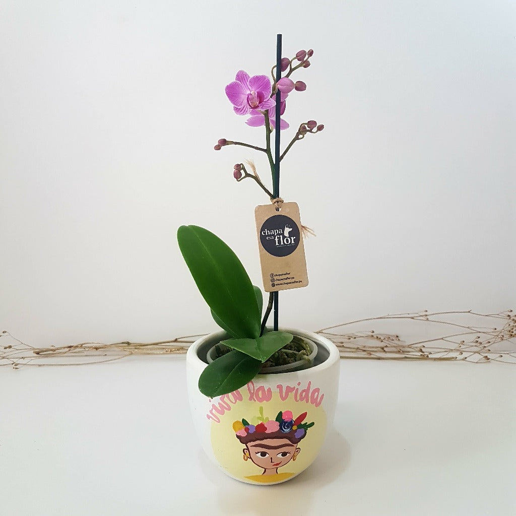 Mini Orquídea Qispi Kay