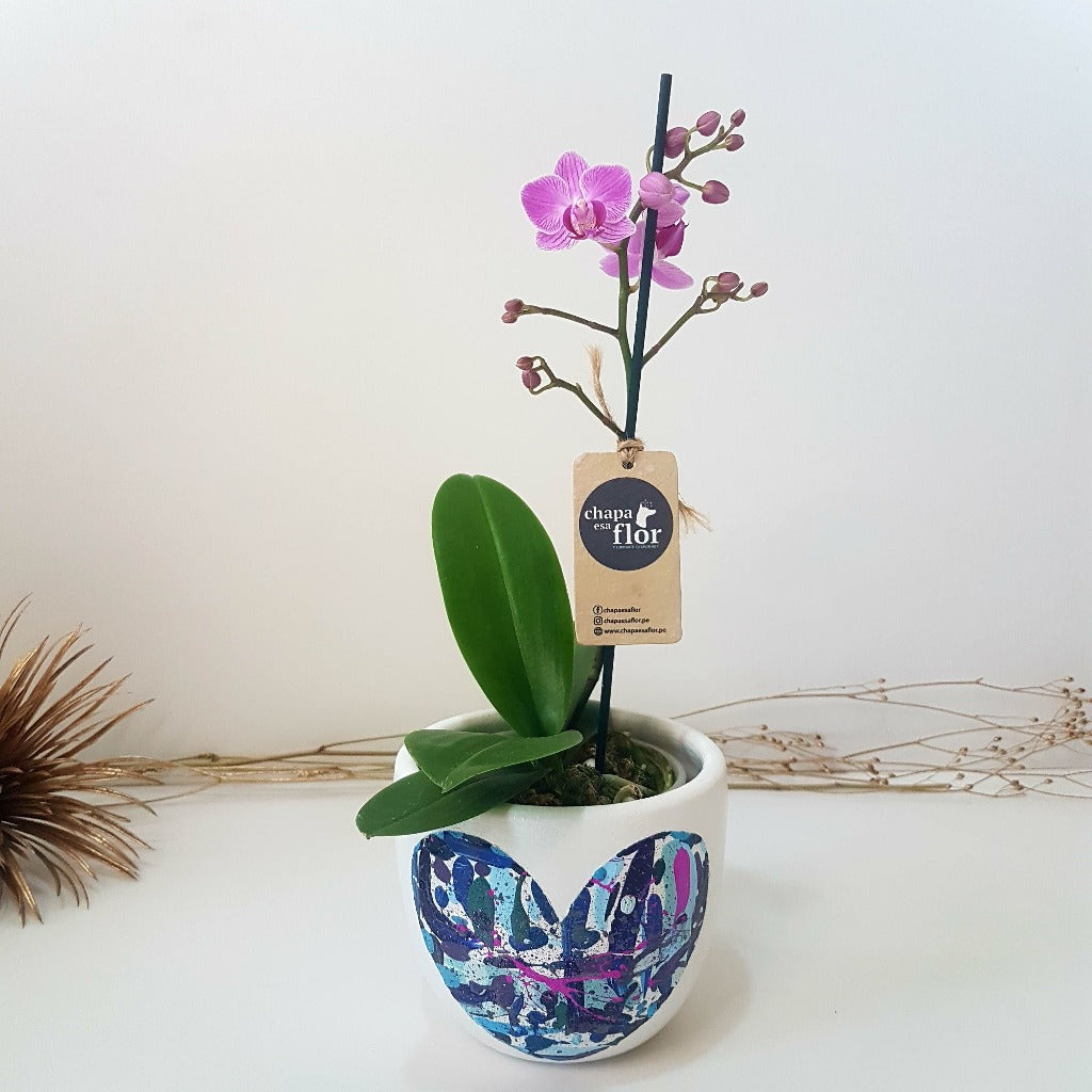 Mini Orquídea Qispi Kay