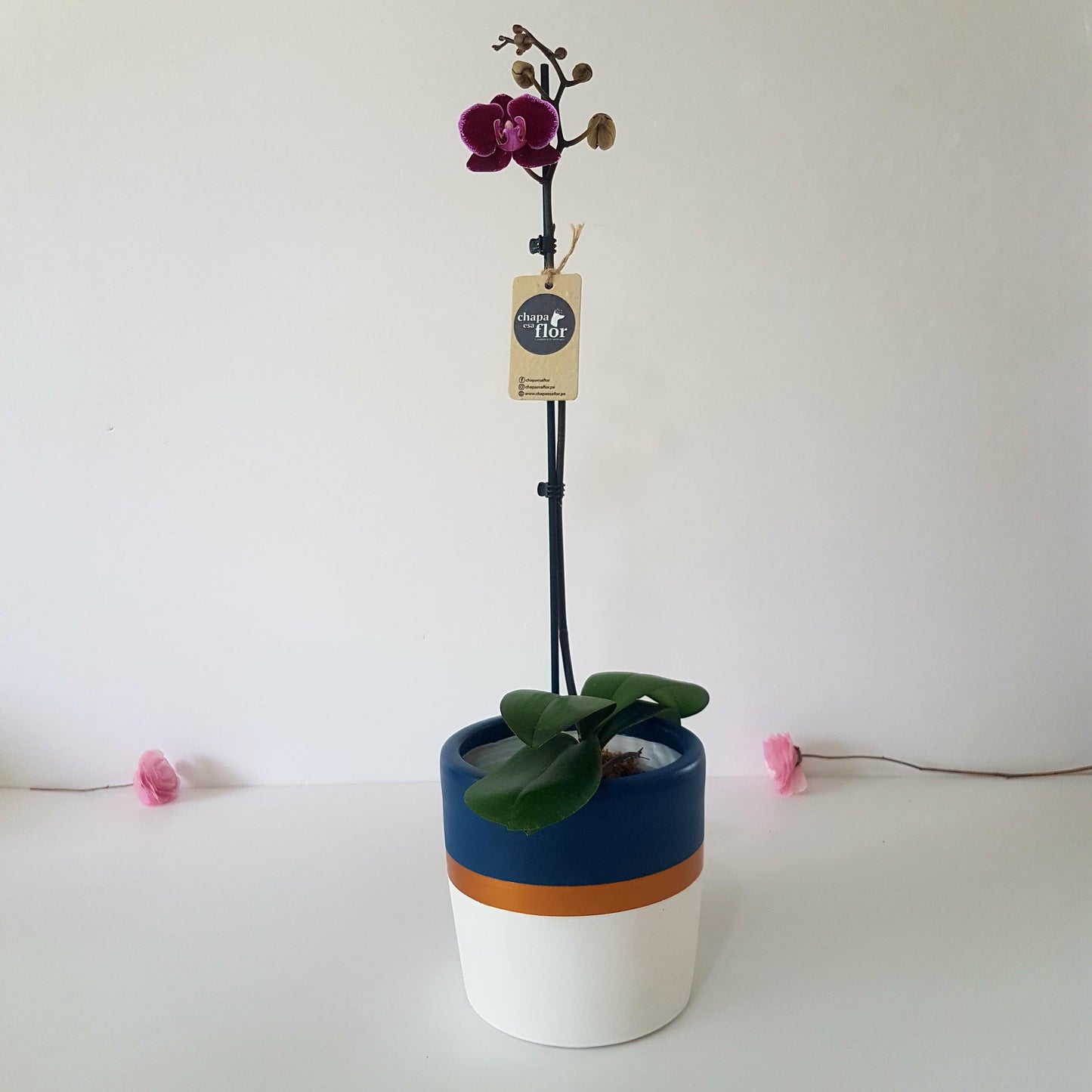 Orquídea Munaiky