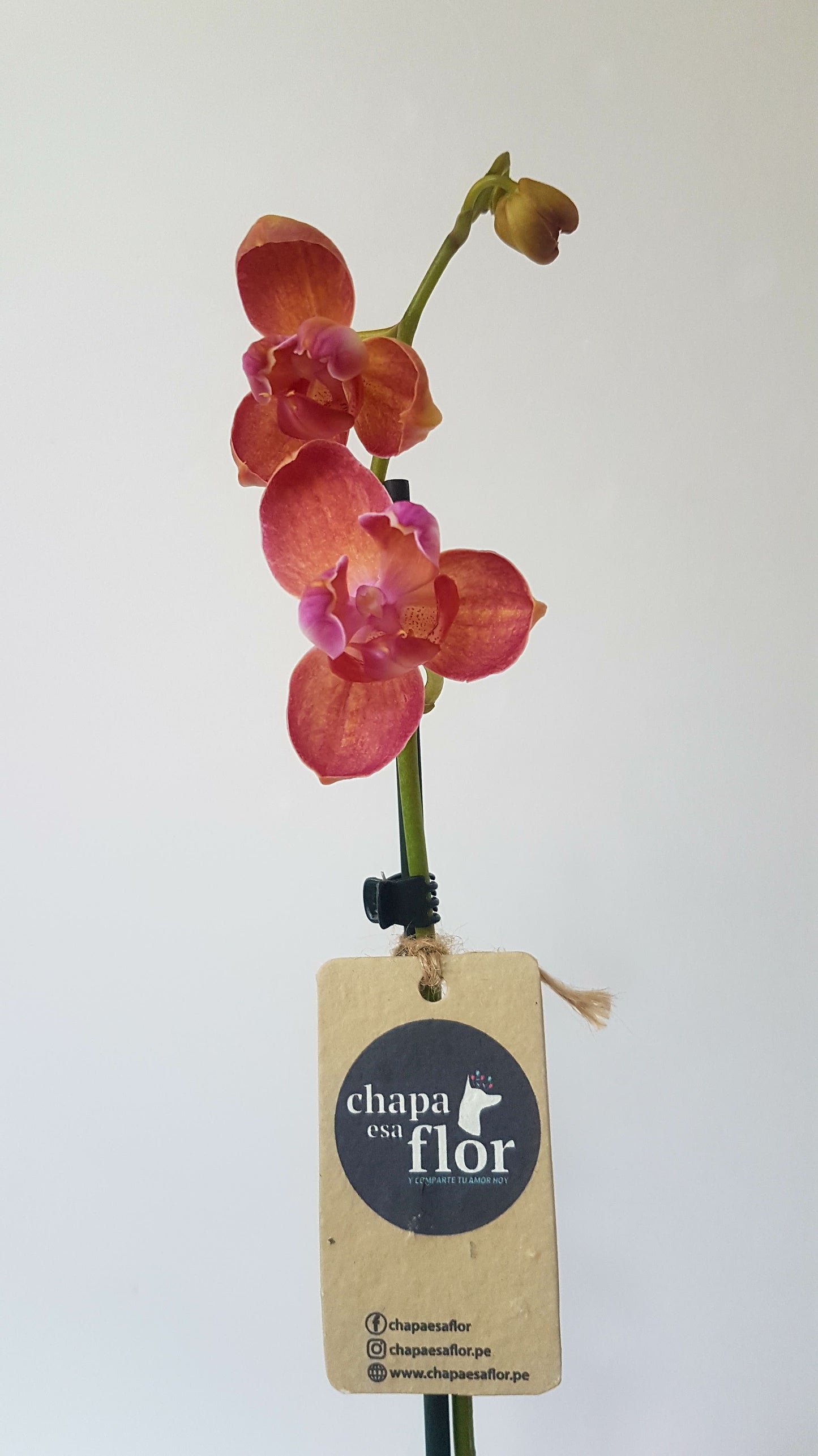 Orquídea Chisiyay