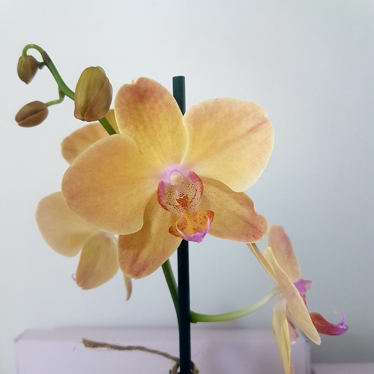 Orquídea Inti