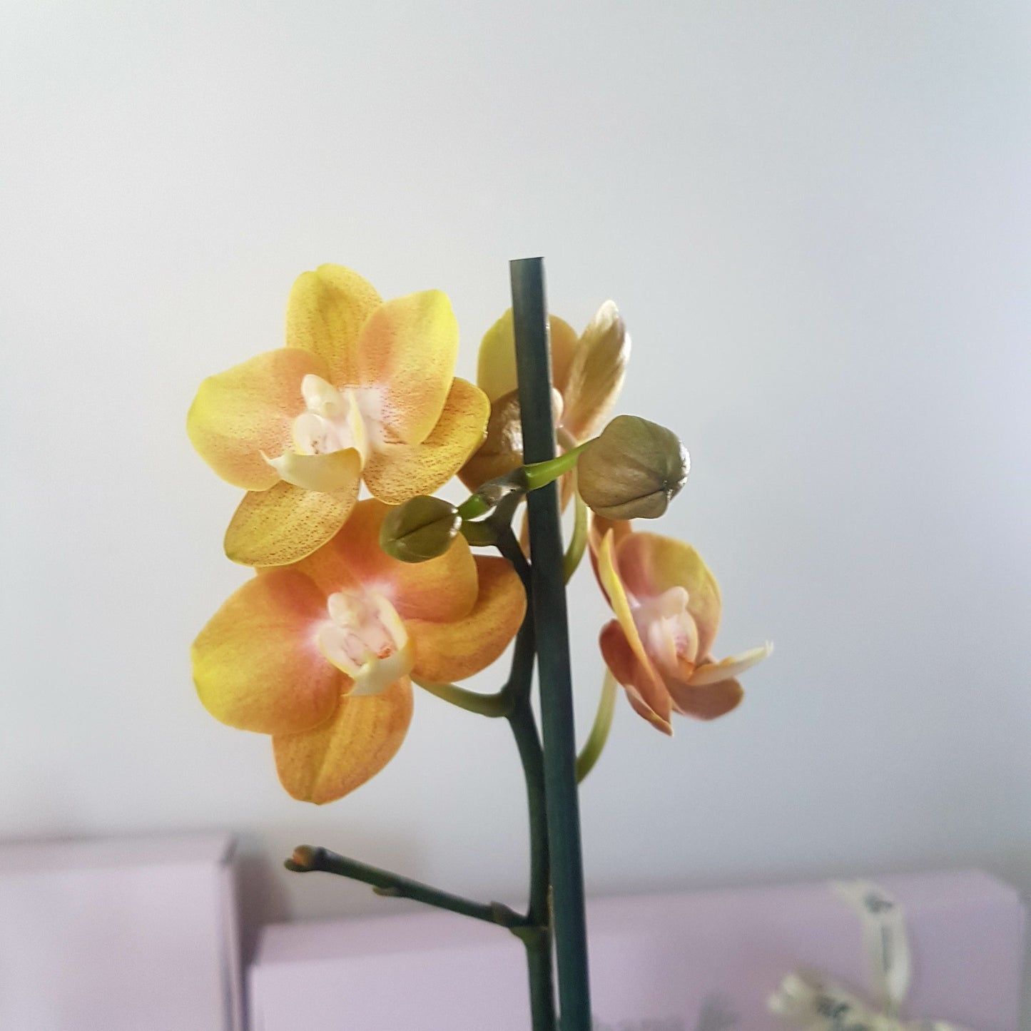 Orquídea Inti