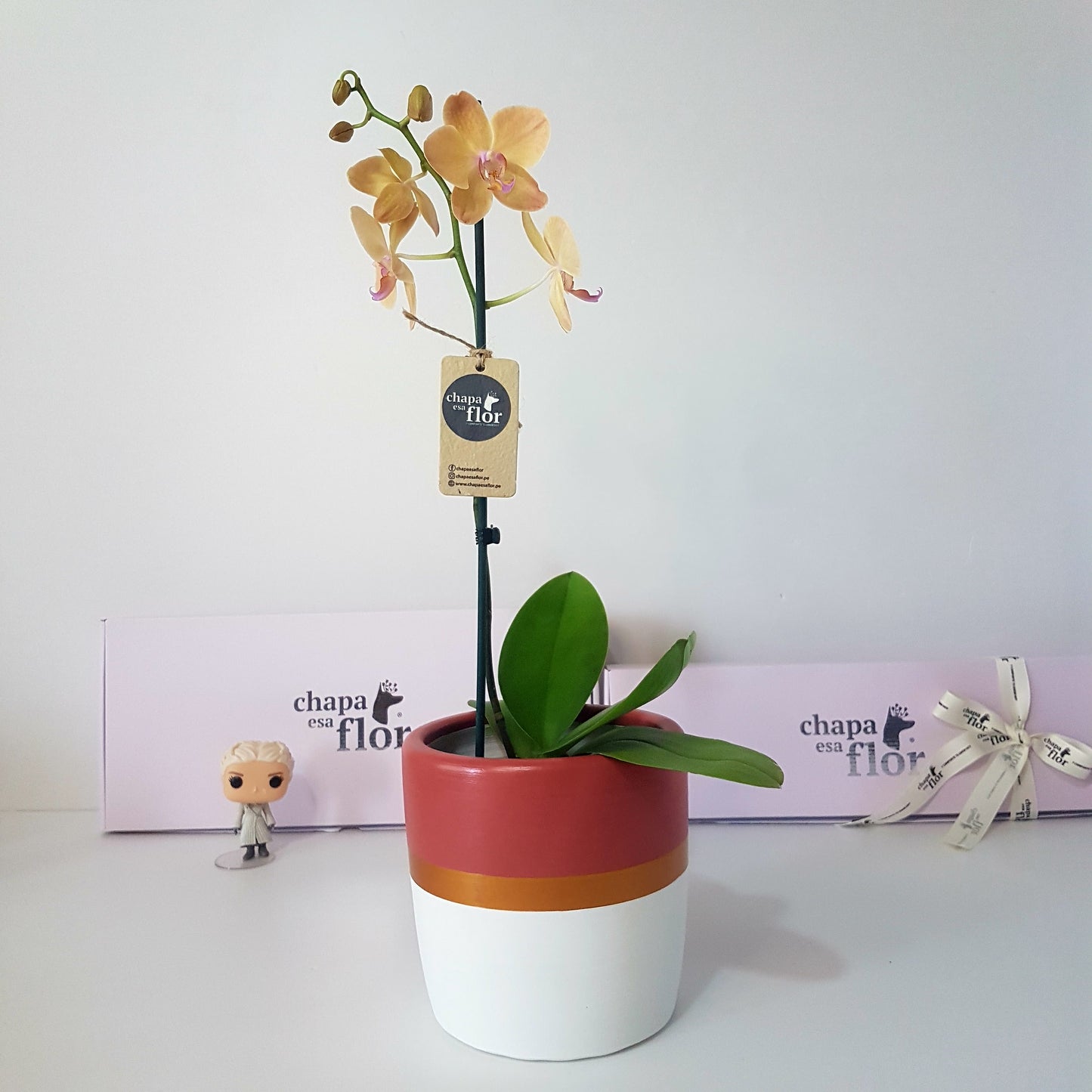 Orquídea Inti