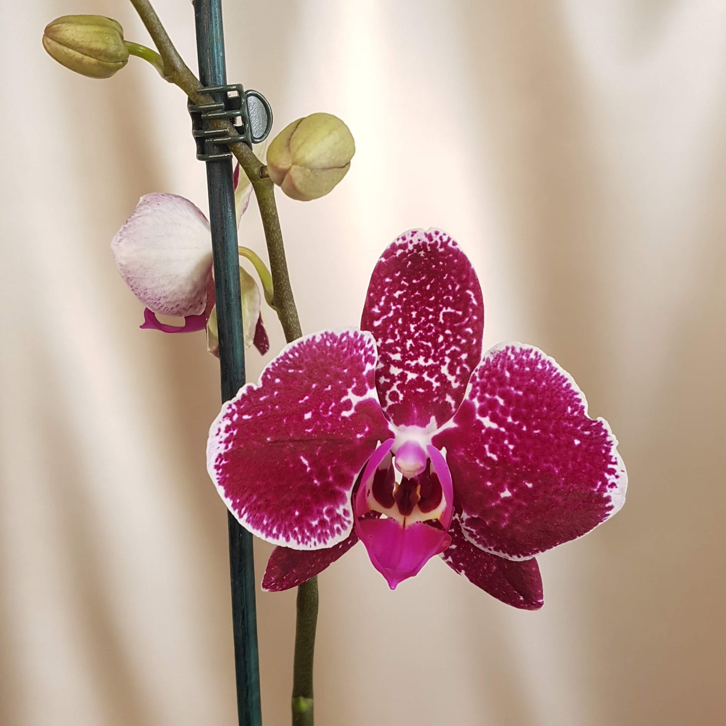 Orquídea Kallpa con piezas pintadas