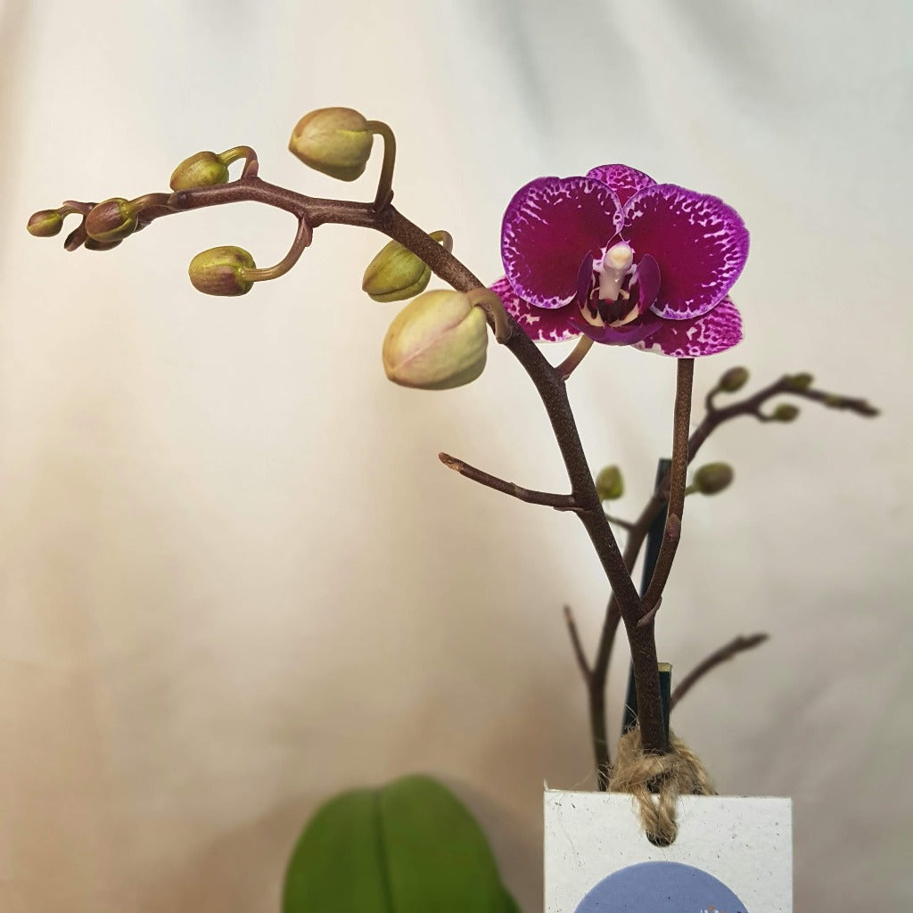 Mini Orquídea Kallpa 2 varas