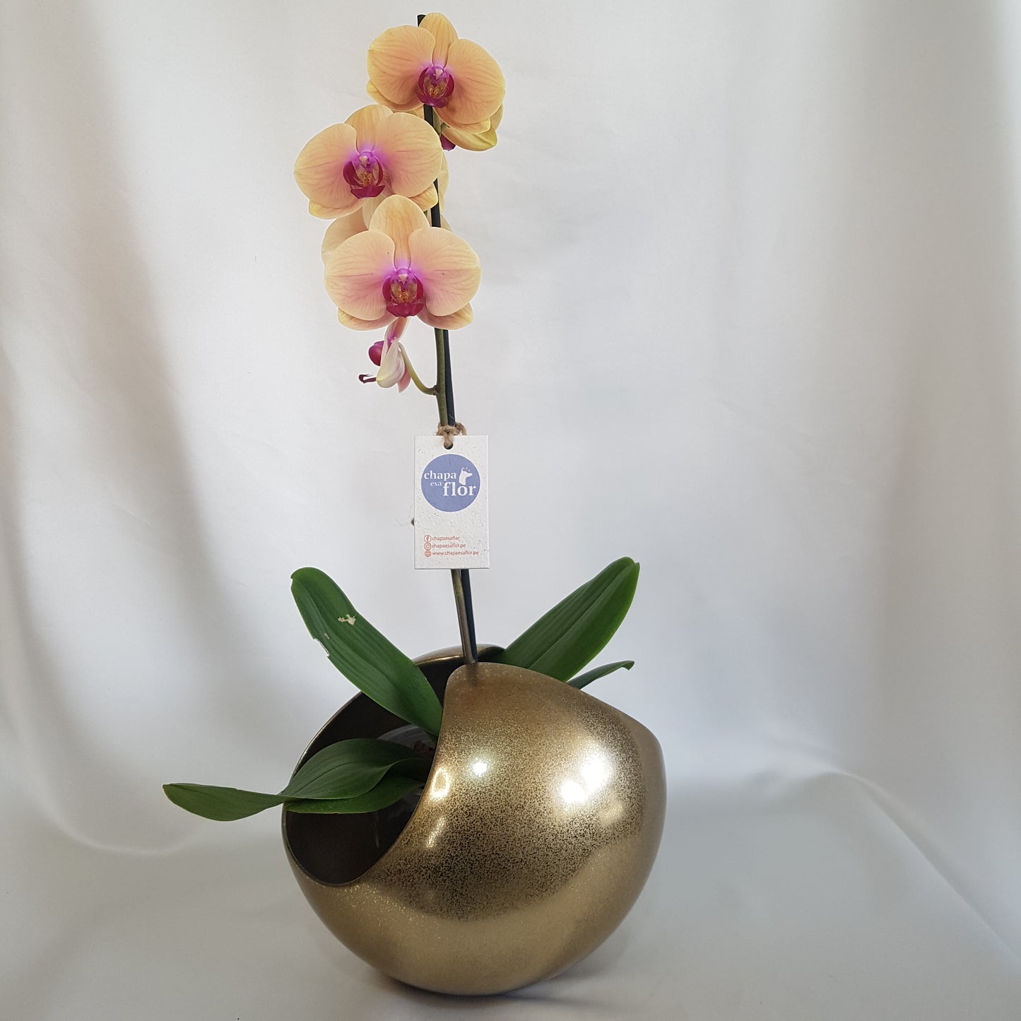 Pieza Porta Orquídeas tipo esfera acabado dorado