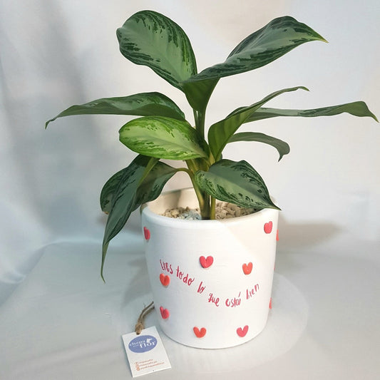 Aglaonema verde con pieza Multicorazones