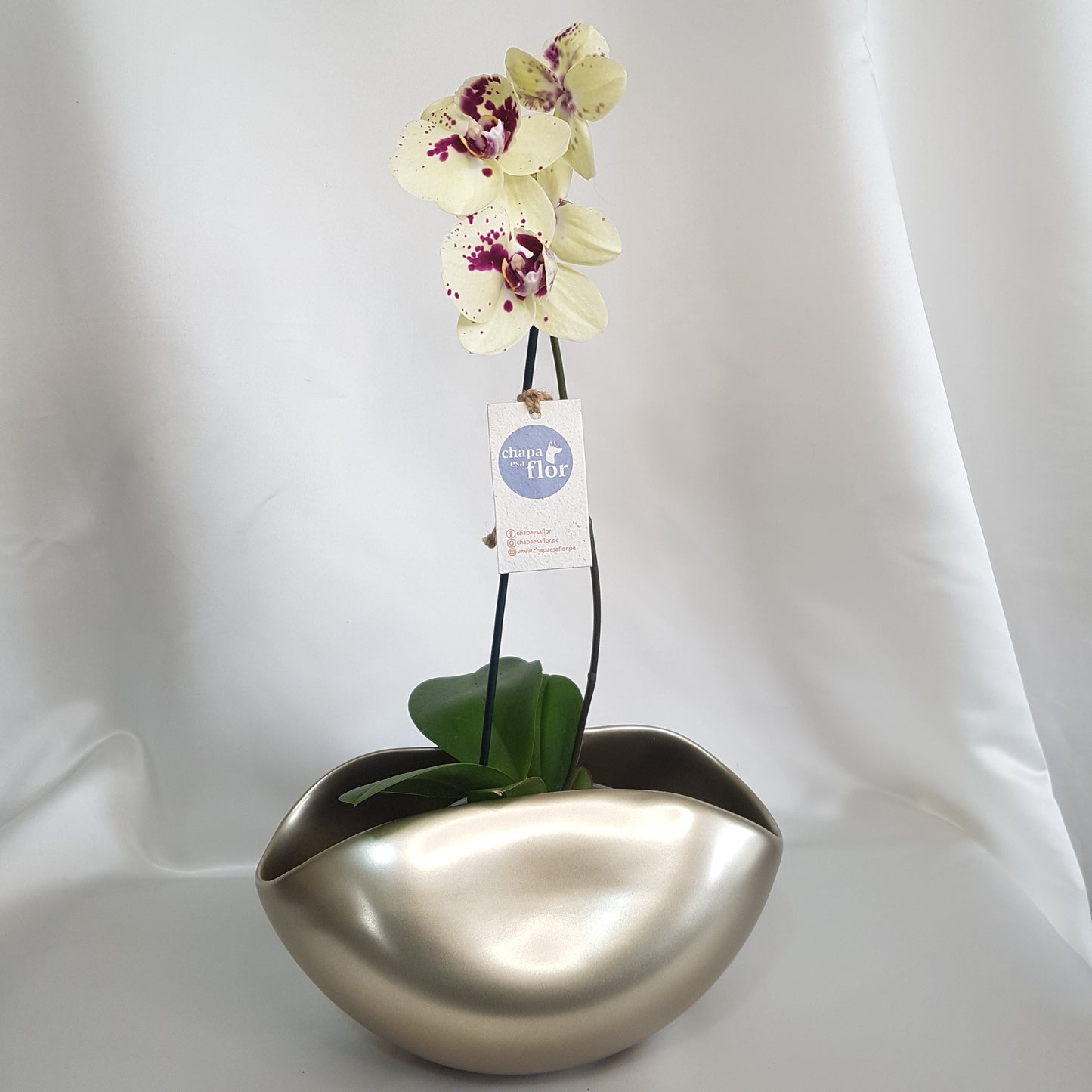 Orquídea Kusikuy base con acabado metálico champagne