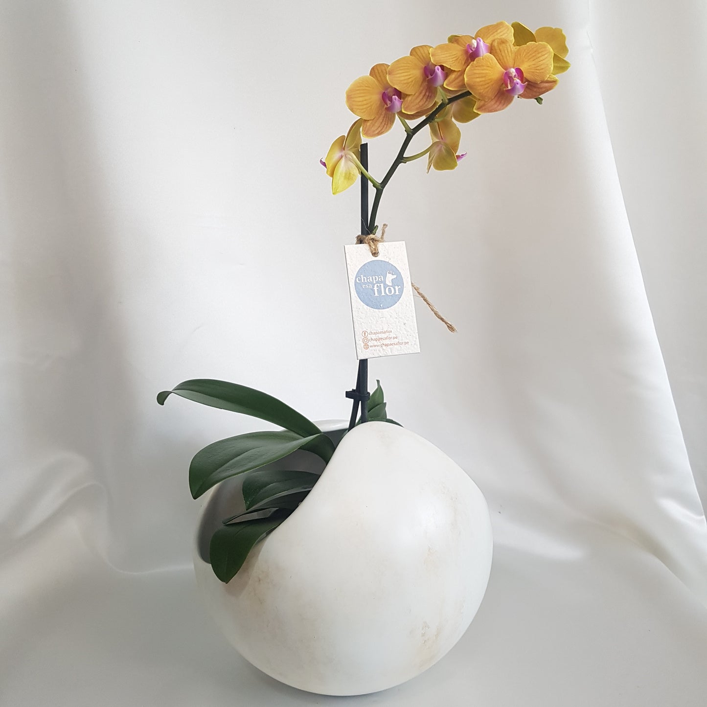 Orquídea Kawsay base esfera acabado mármol blanco