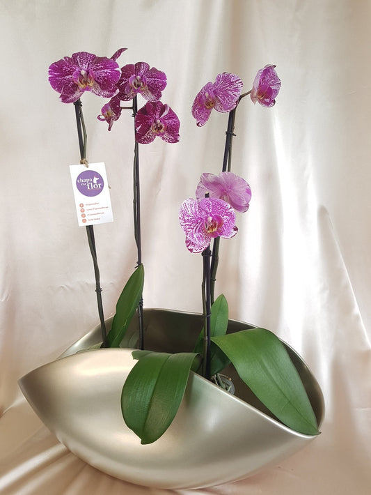 Dúo de Orquídeas Miski L (2 varas) base satinada plata-champagne