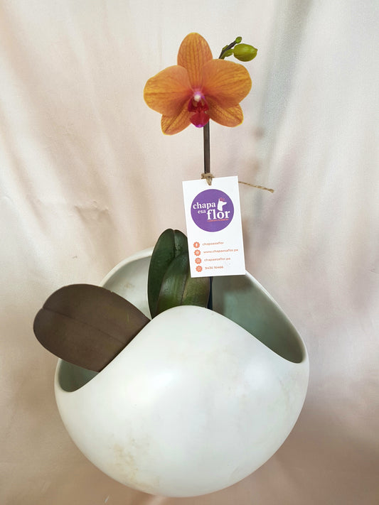 Orquídea Mini Kawsay base esfera acabado mármol blanco